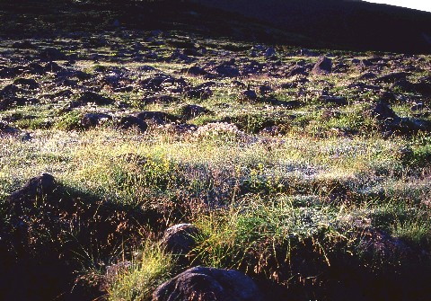 img0009.jpg